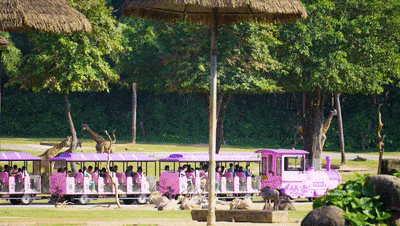 4萬公里 ，100%出勤率！宇通觀光車助力長隆打造沉浸式生態之旅