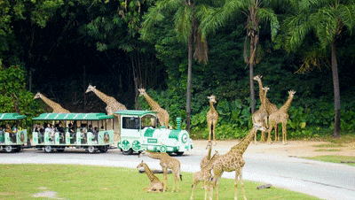 4萬公里 ，100%出勤率！宇通觀光車助力長隆打造沉浸式生態之旅